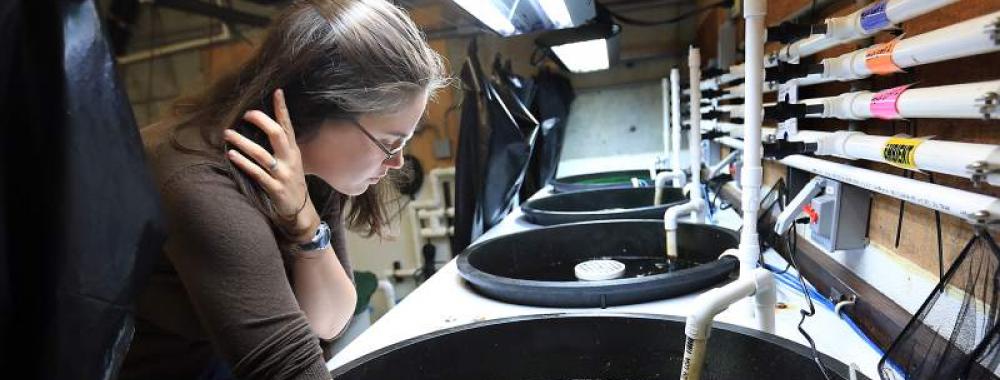 UC Davis postdoc conducting research in a lab