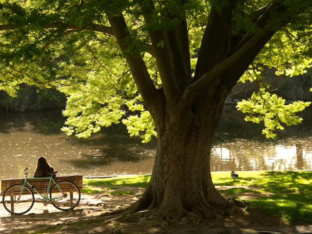 student studying under tree in the arboretum 