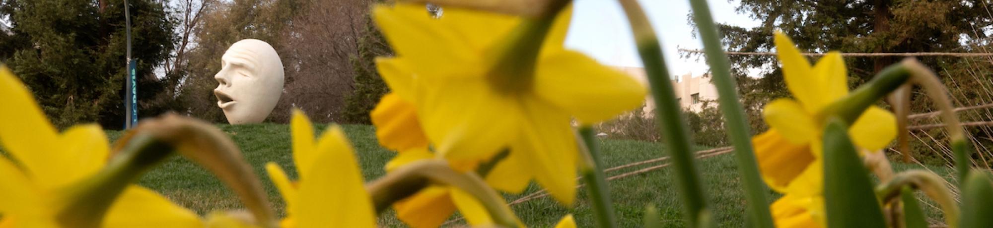 Daffodils on the UC Davis campus